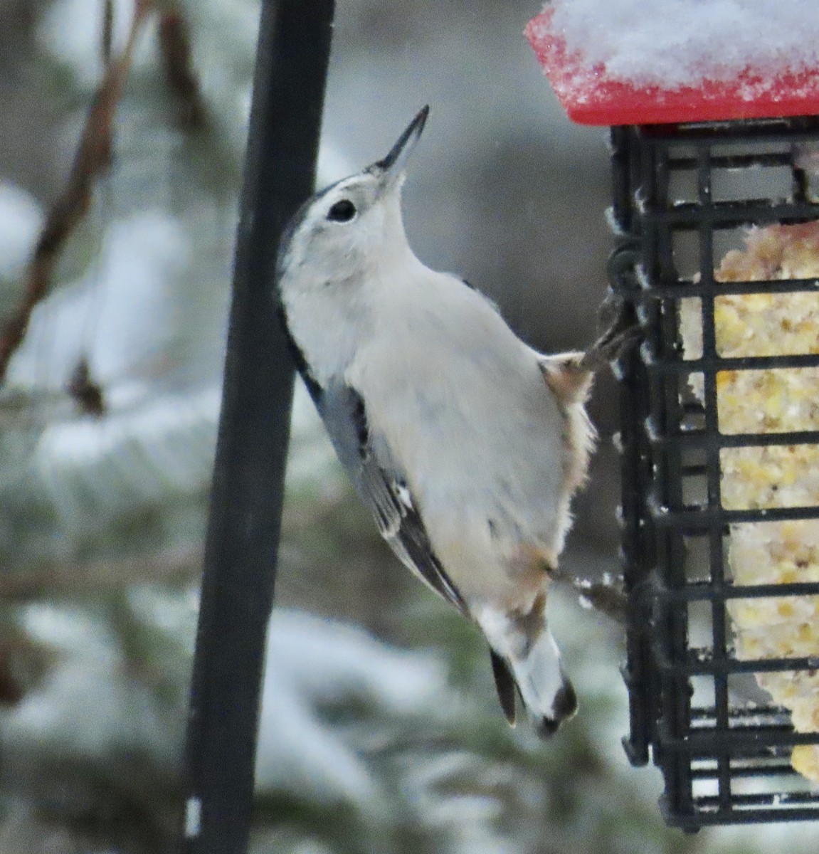 hvitbrystspettmeis - ML645370004