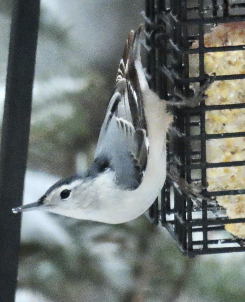 hvitbrystspettmeis - ML645370005