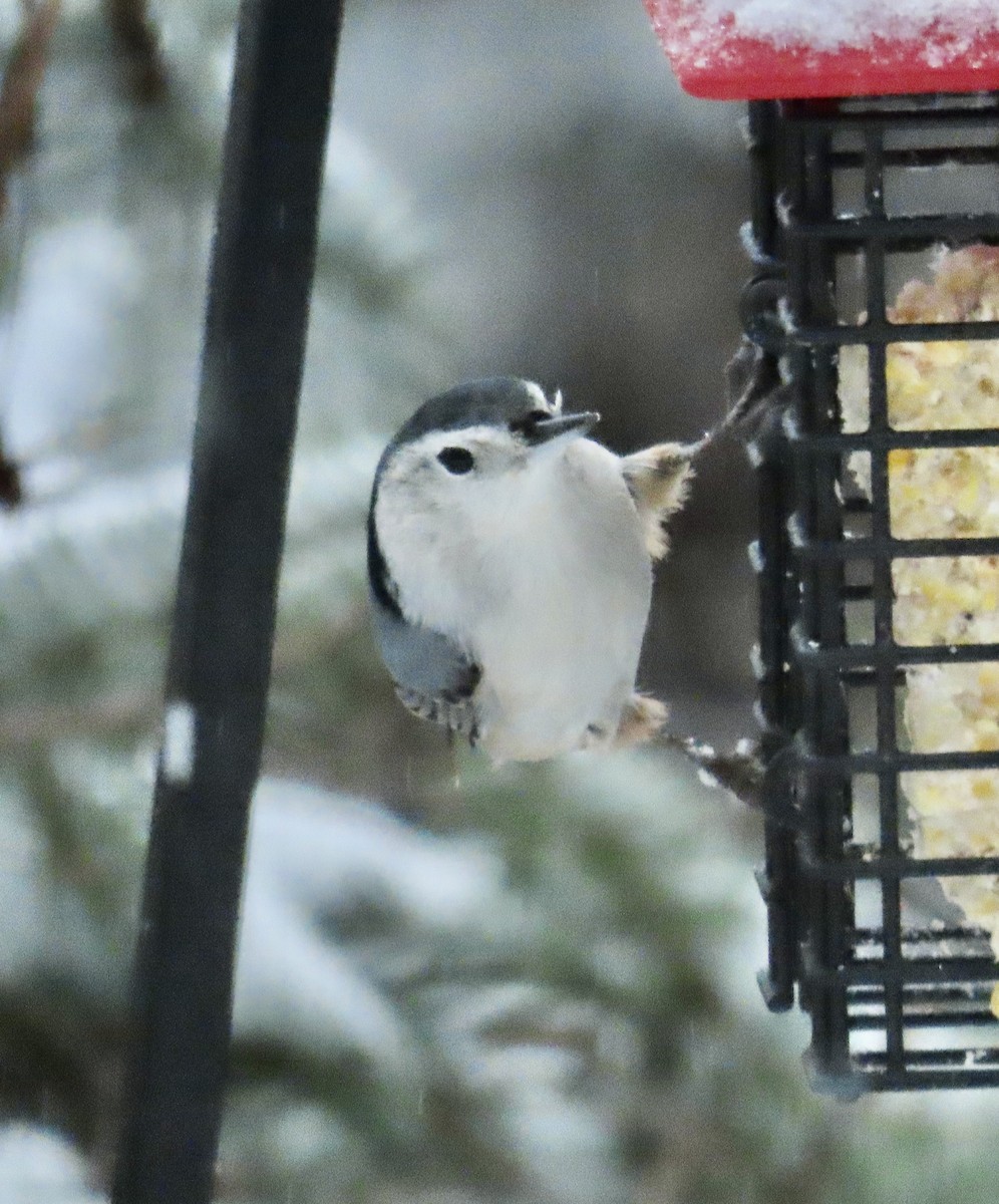 hvitbrystspettmeis - ML645370006