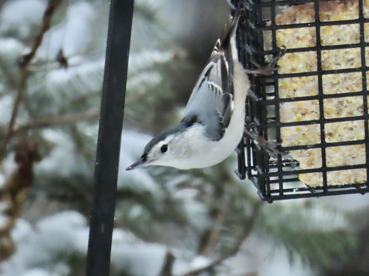 hvitbrystspettmeis - ML645370007