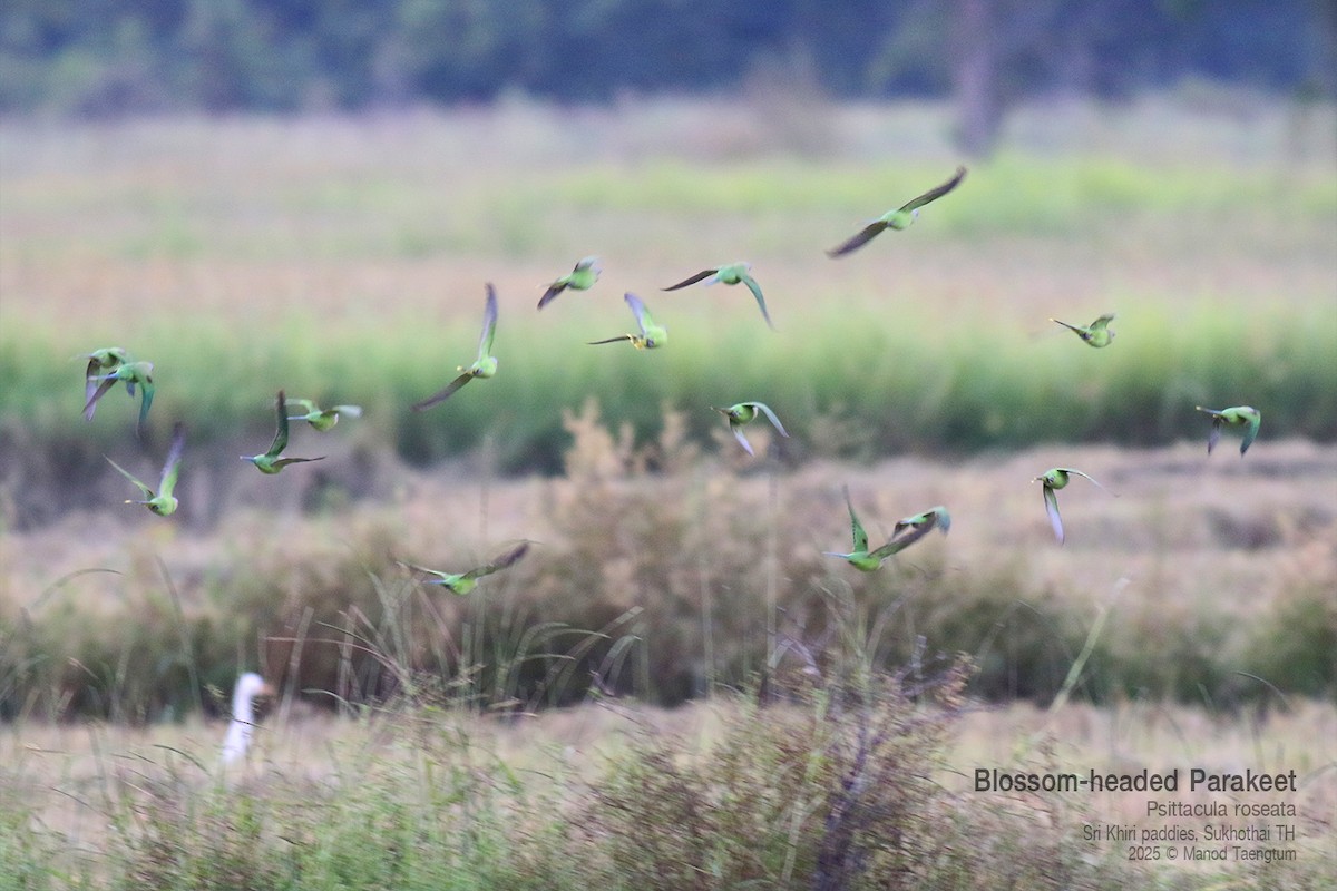 Blossom-headed Parakeet - ML645370008