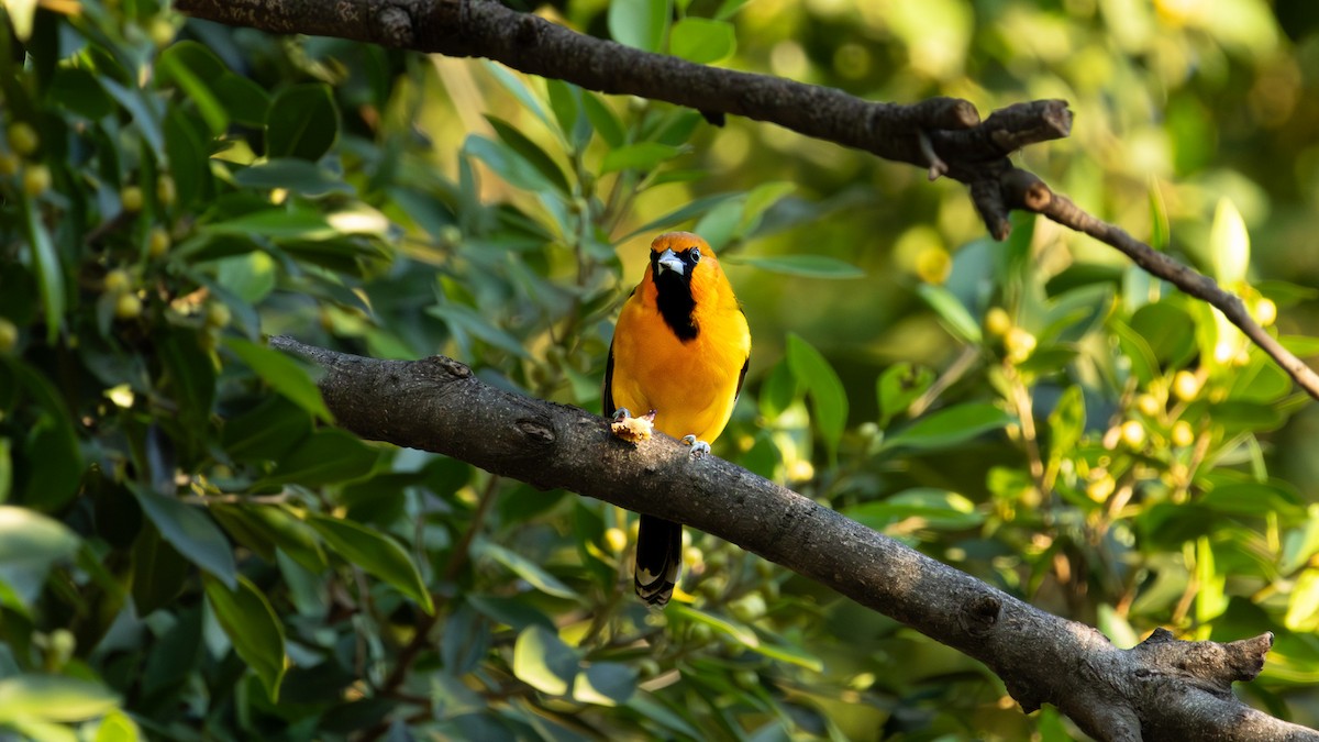 Streak-backed Oriole - ML645370011