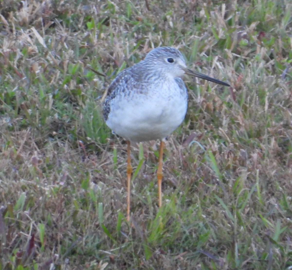 Greater Yellowlegs - ML645370012