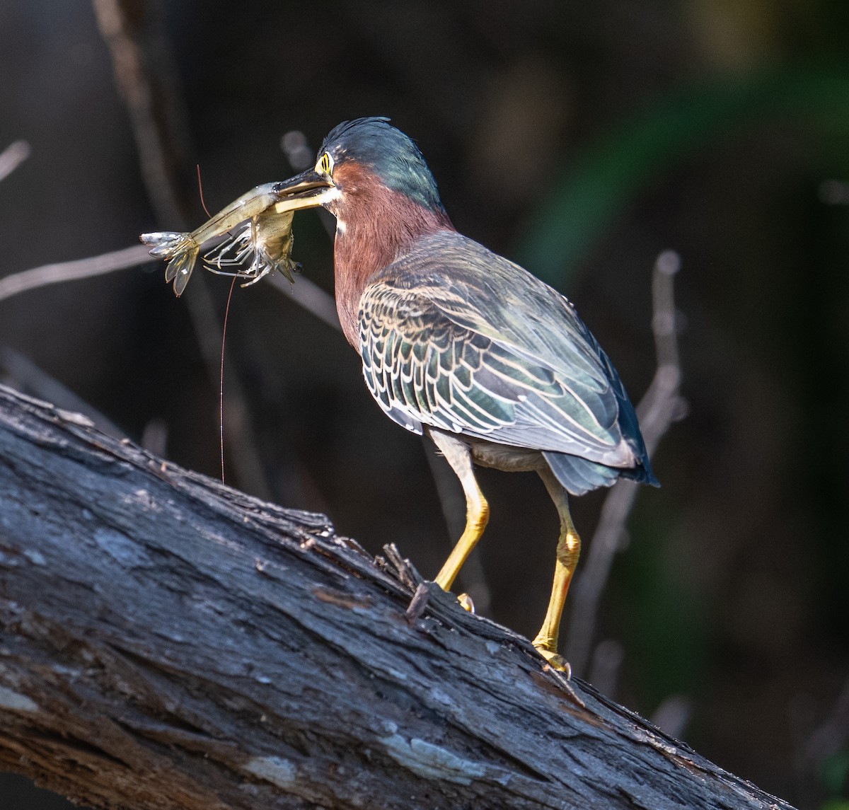 Green Heron - ML645370015