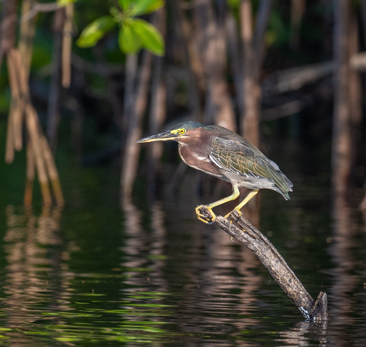 Green Heron - ML645370016