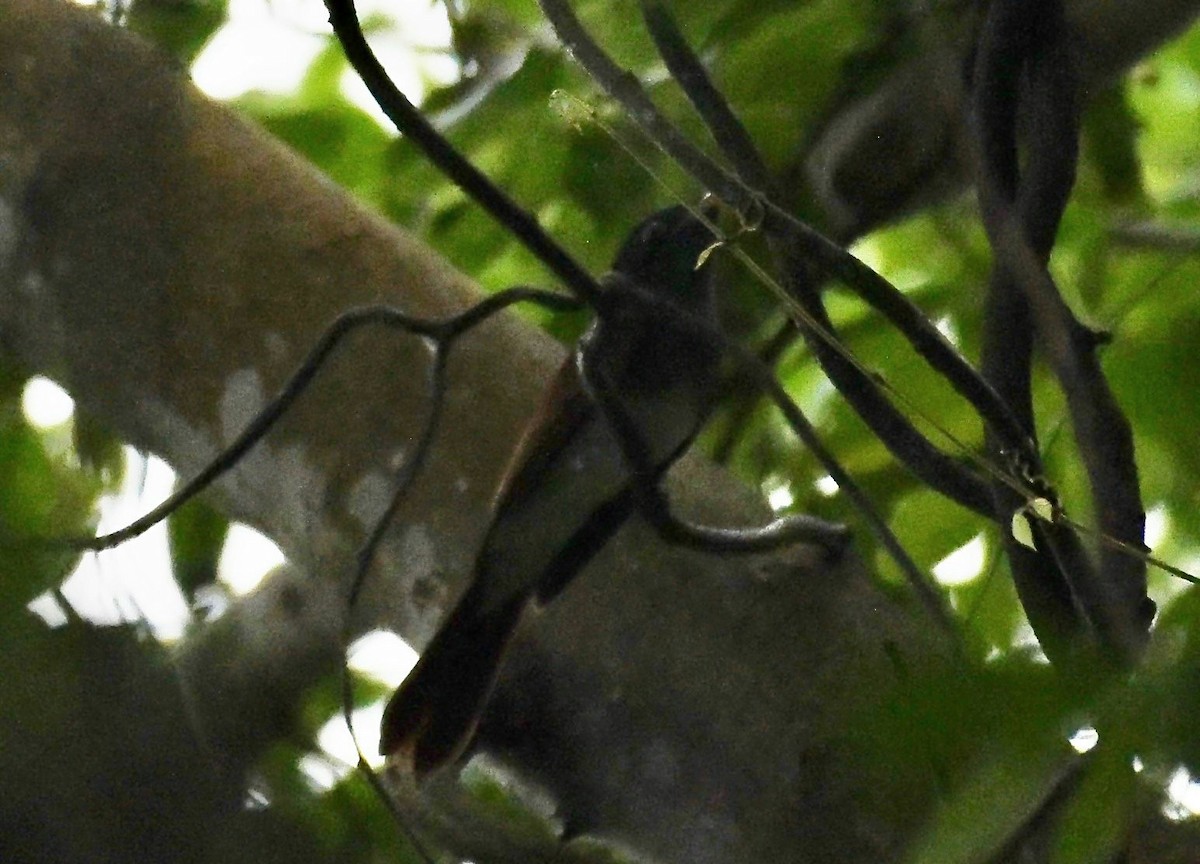 紫綬帶 - ML645370027