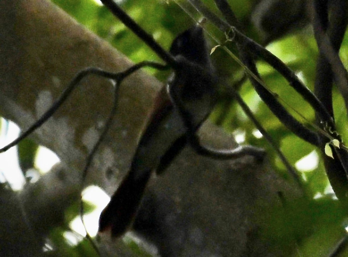 紫綬帶 - ML645370028