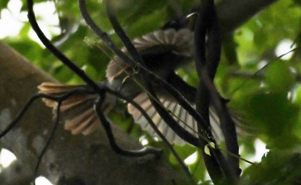 紫綬帶 - ML645370030