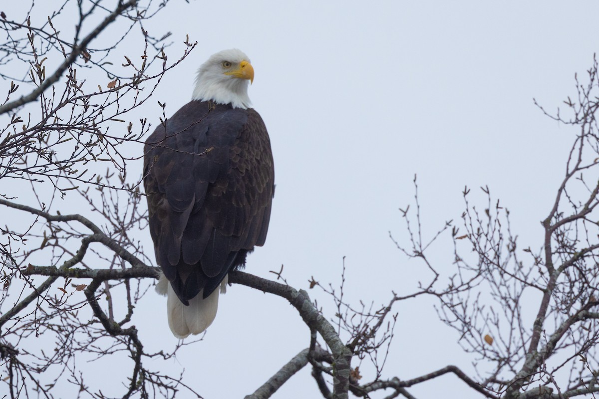 Bald Eagle - ML645370031