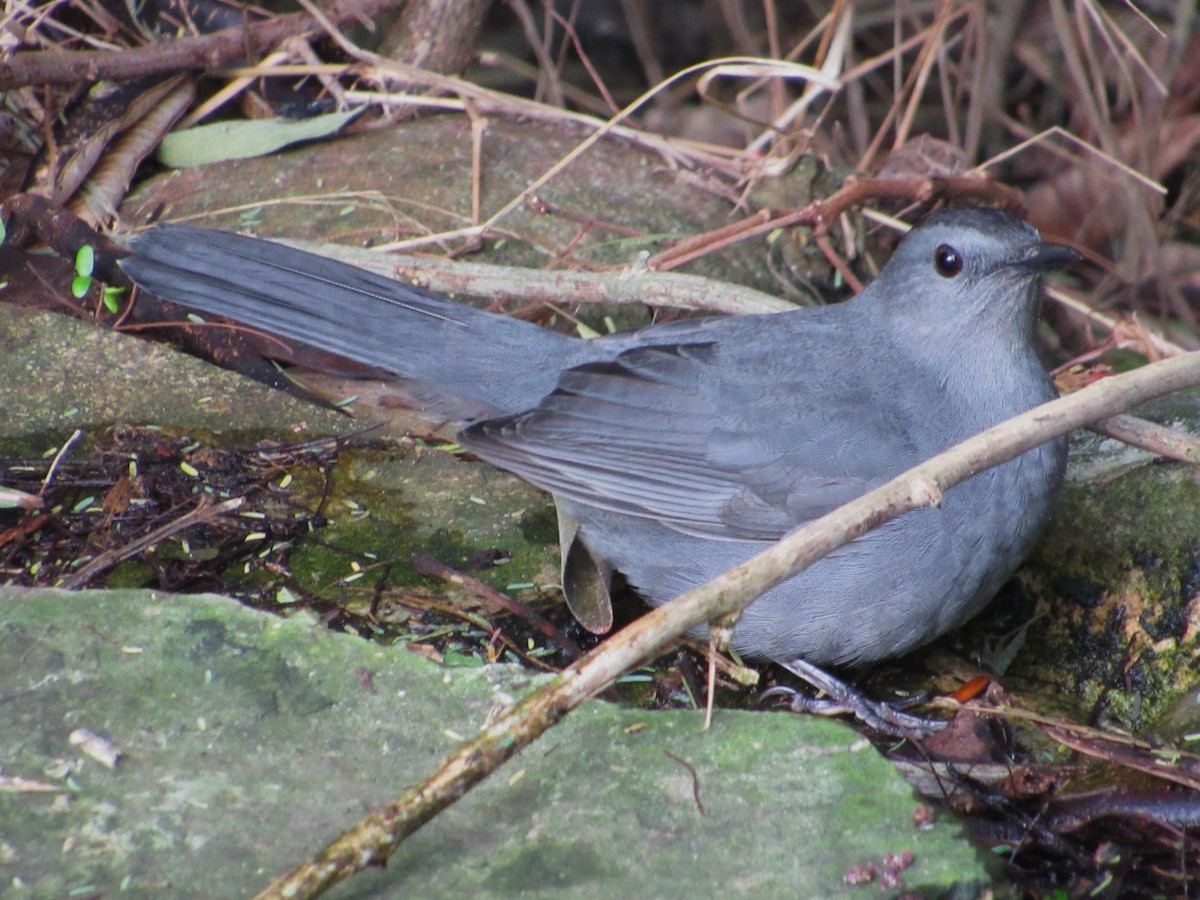 Gray Catbird - ML645370034