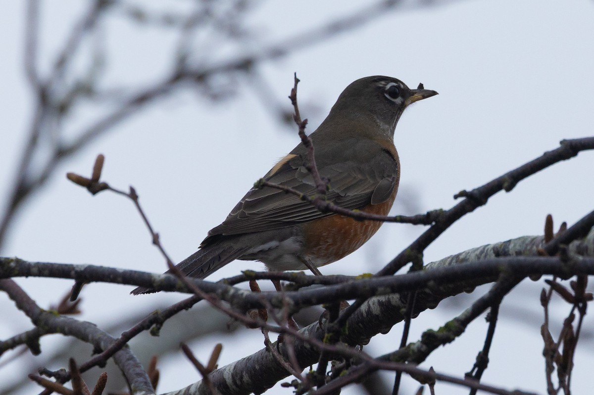 American Robin - ML645370041