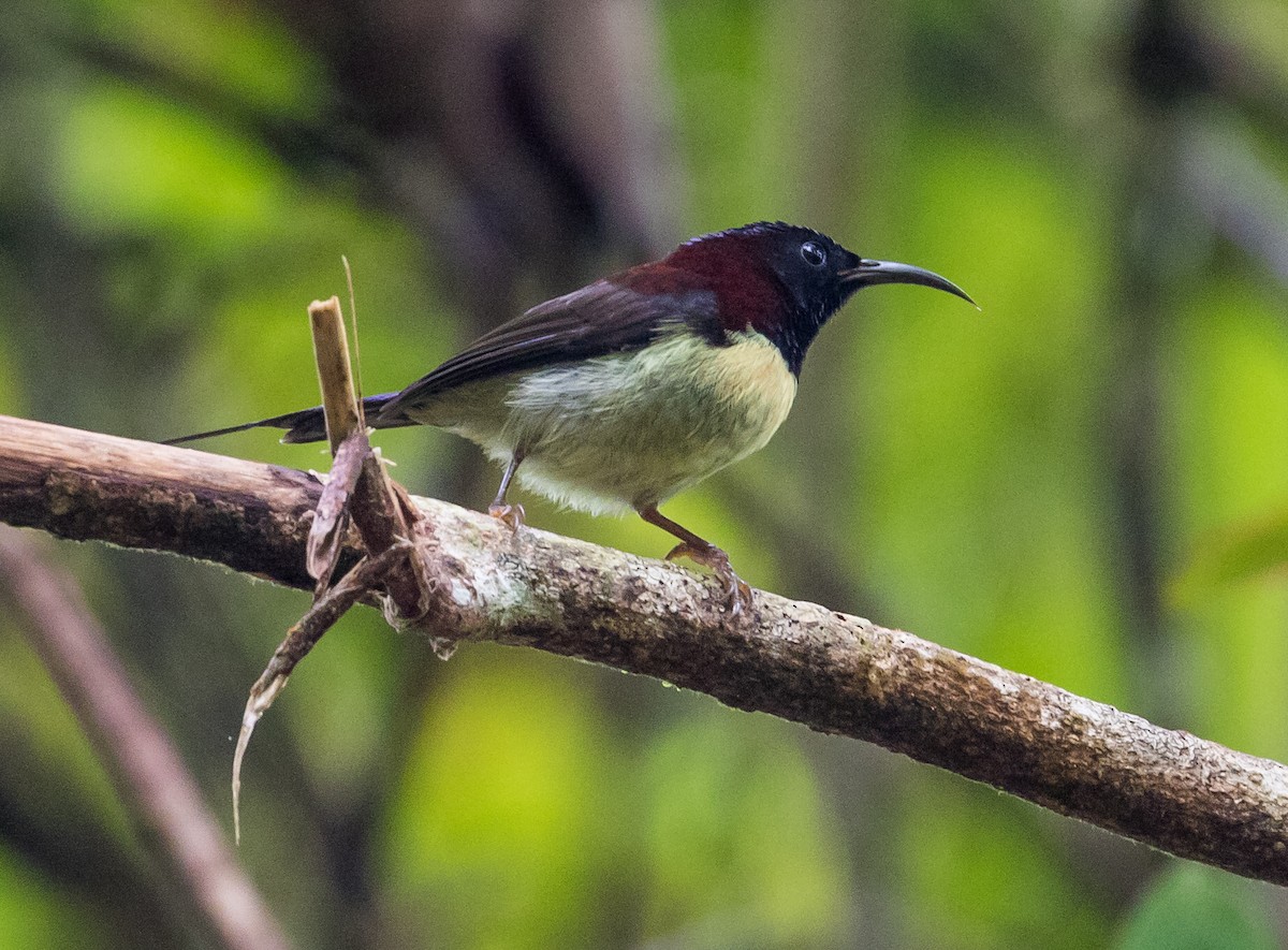 Black-throated Sunbird - ML645370043