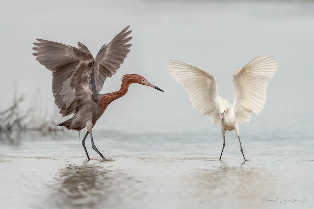 Чепура рудошия - ML645370044