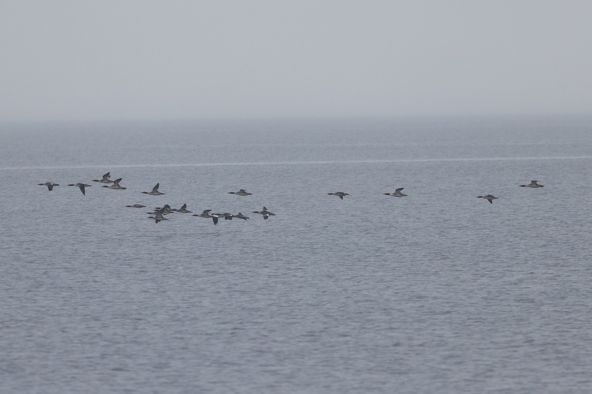 Common Merganser - ML645370050