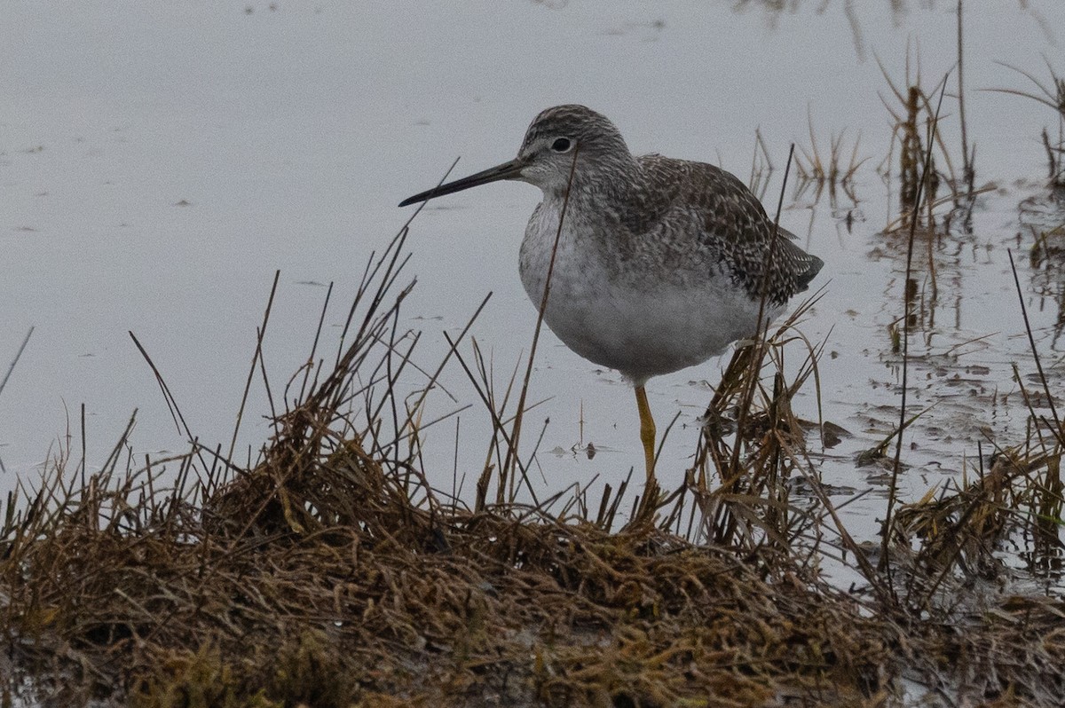 Greater Yellowlegs - ML645370055