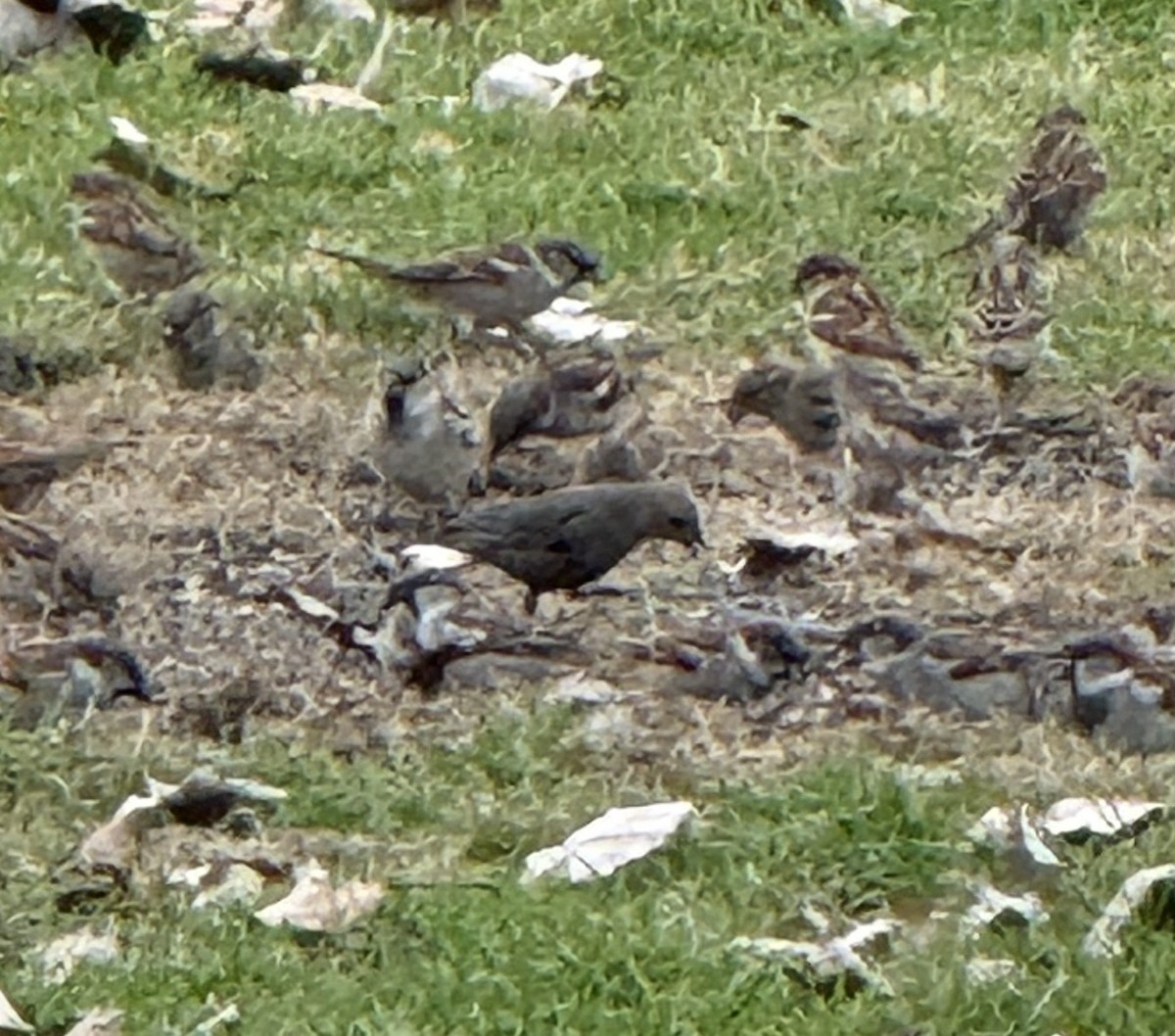 brunhodetrupial - ML645370056