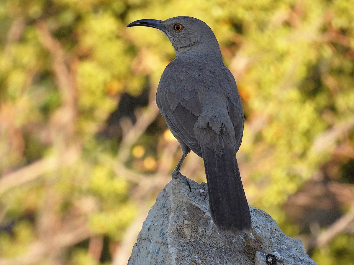 Curve-billed Thrasher - ML645370058