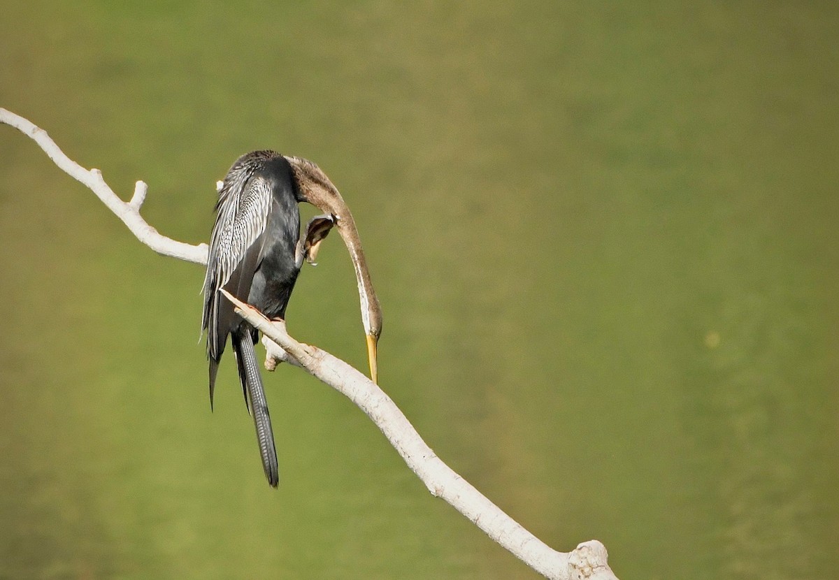 Doğu Yılanboyunu - ML645370065