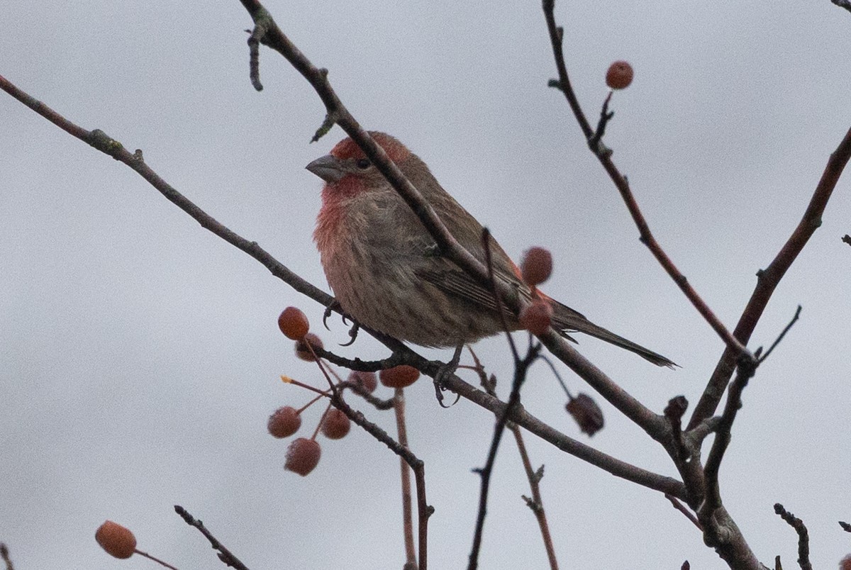 House Finch - ML645370066