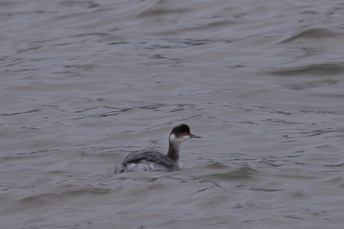 Eared Grebe - ML645370070