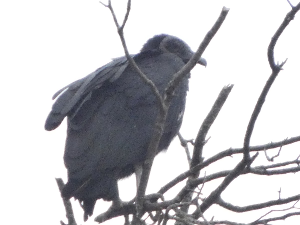 Катарта чорна - ML645370071