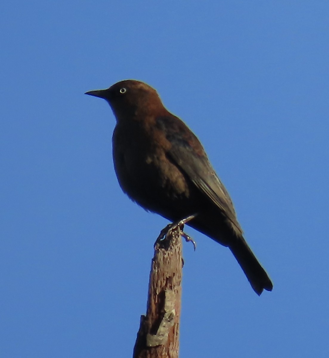 Rusty Blackbird - ML645370072