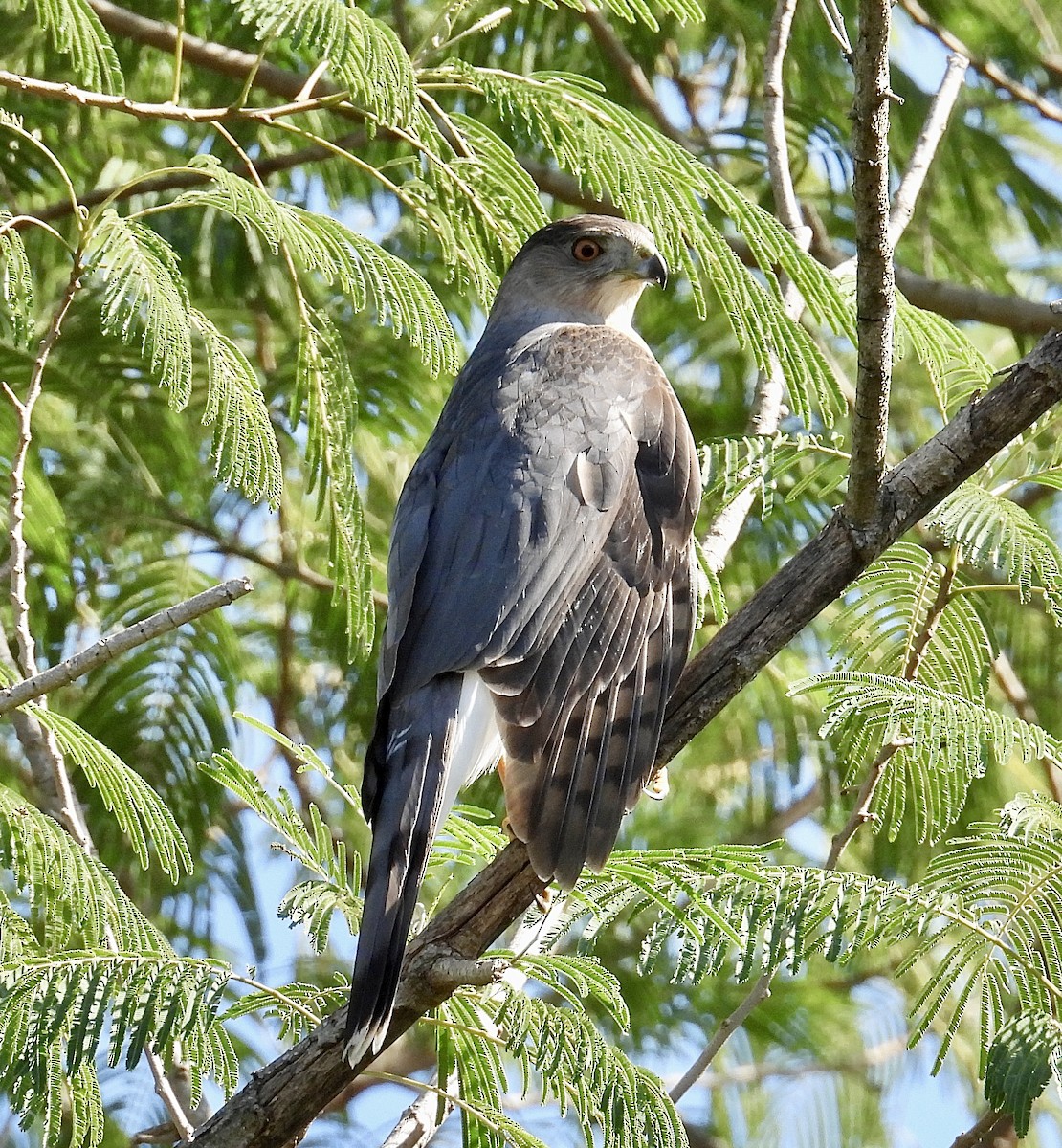 jestřáb americký - ML645370082