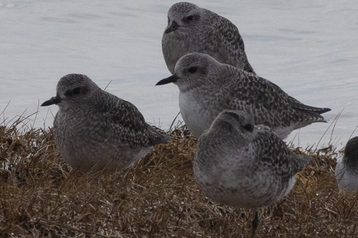 Black-bellied Plover - ML645370092
