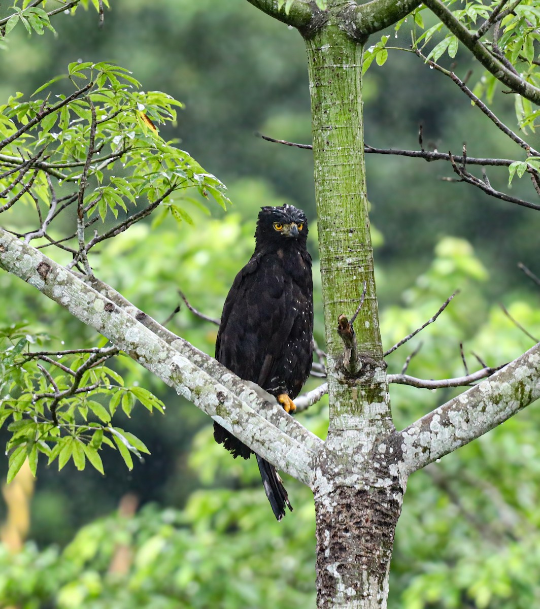 Black Hawk-Eagle - ML645370094