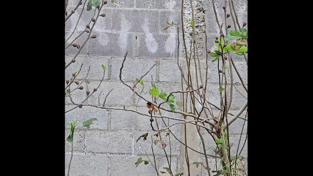 Baltimore Oriole - ML645370095