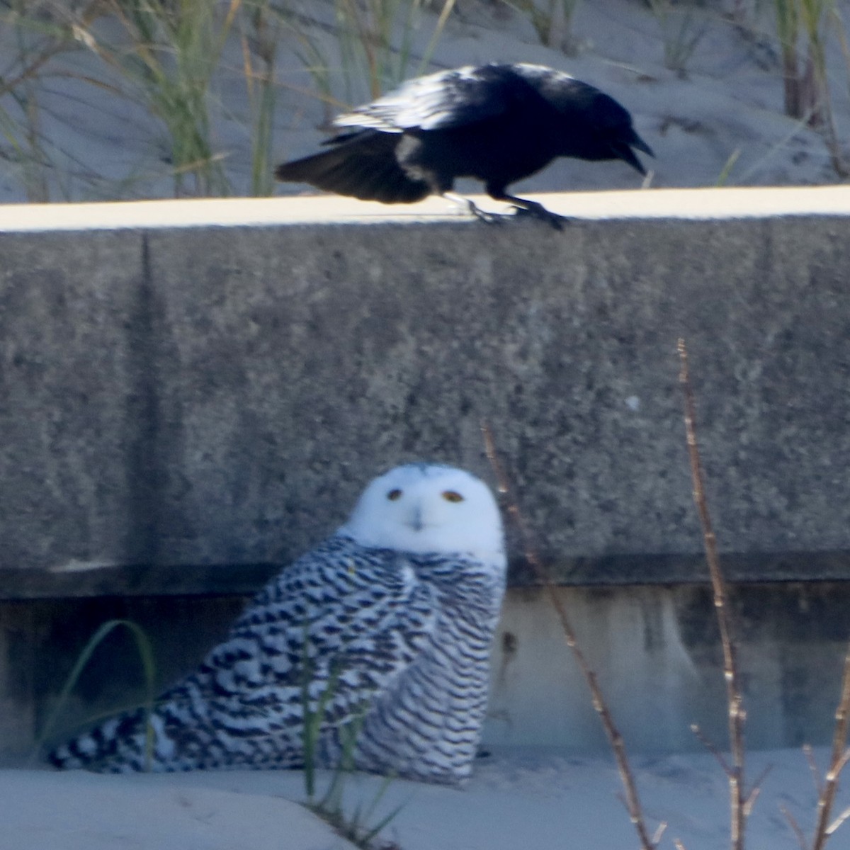 Snowy Owl - ML645370100