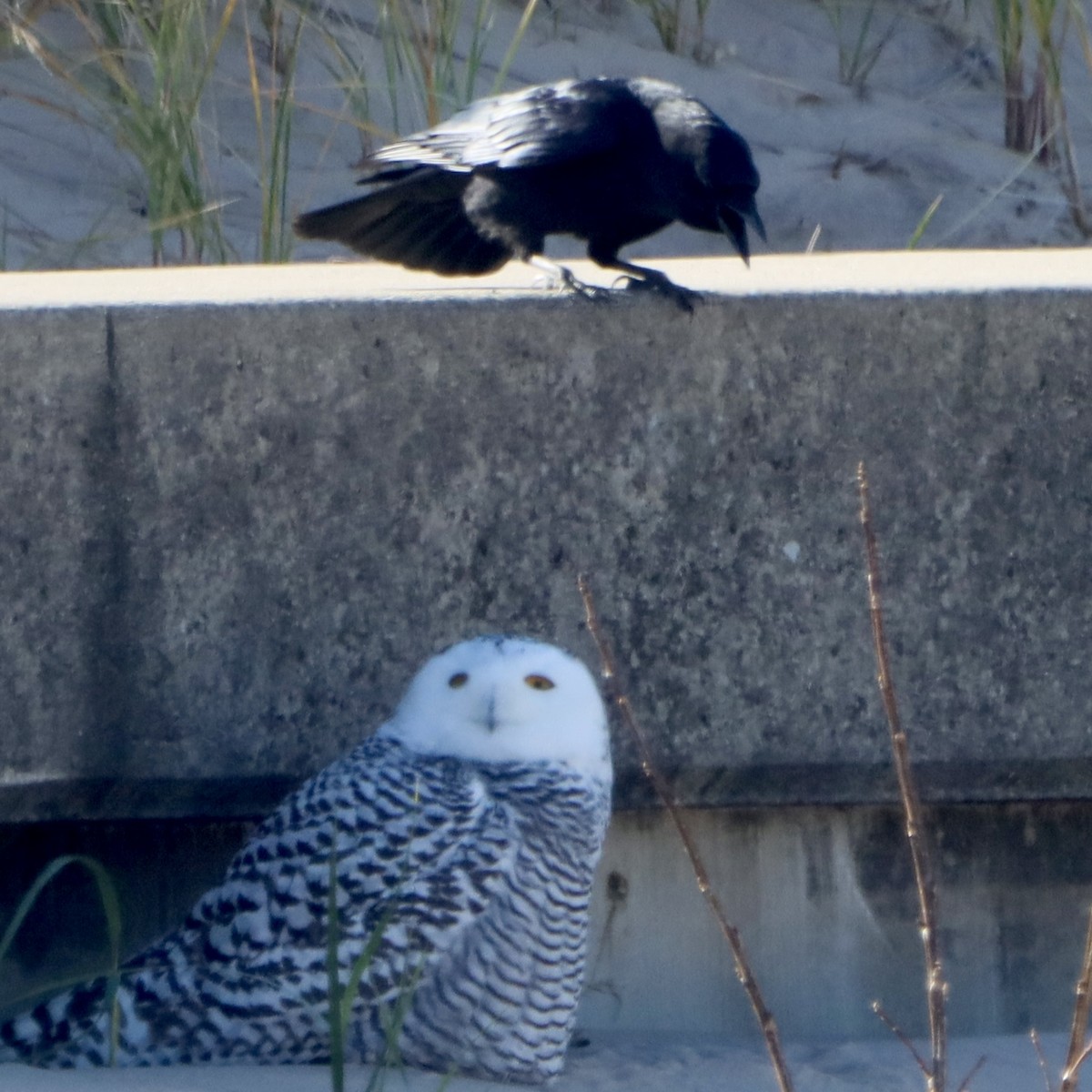Snowy Owl - ML645370101
