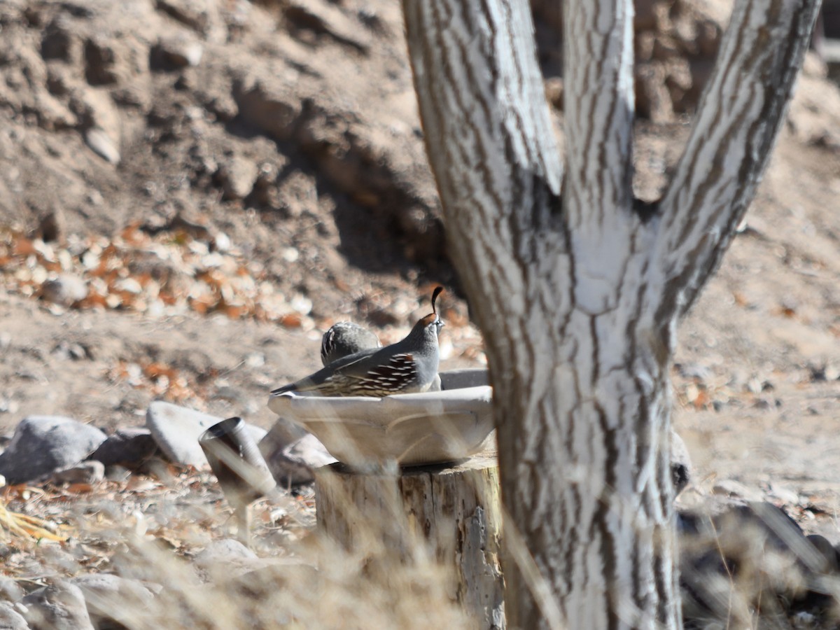 Gambel's Quail - ML645370108
