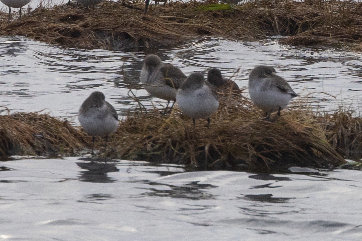 Dunlin - ML645370109