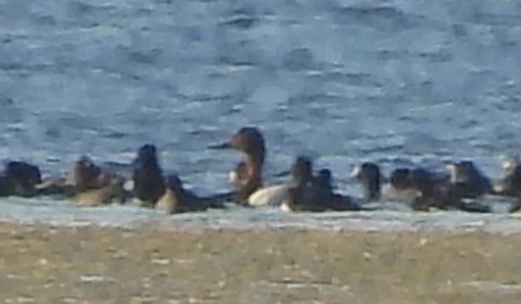 Murgilari bizkarzuria - ML645370110