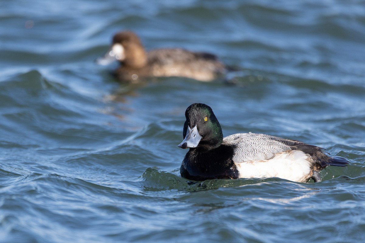 スズガモ - ML645370117