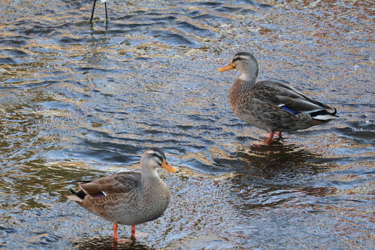 kinaand x stokkand (hybrid) - ML645370121