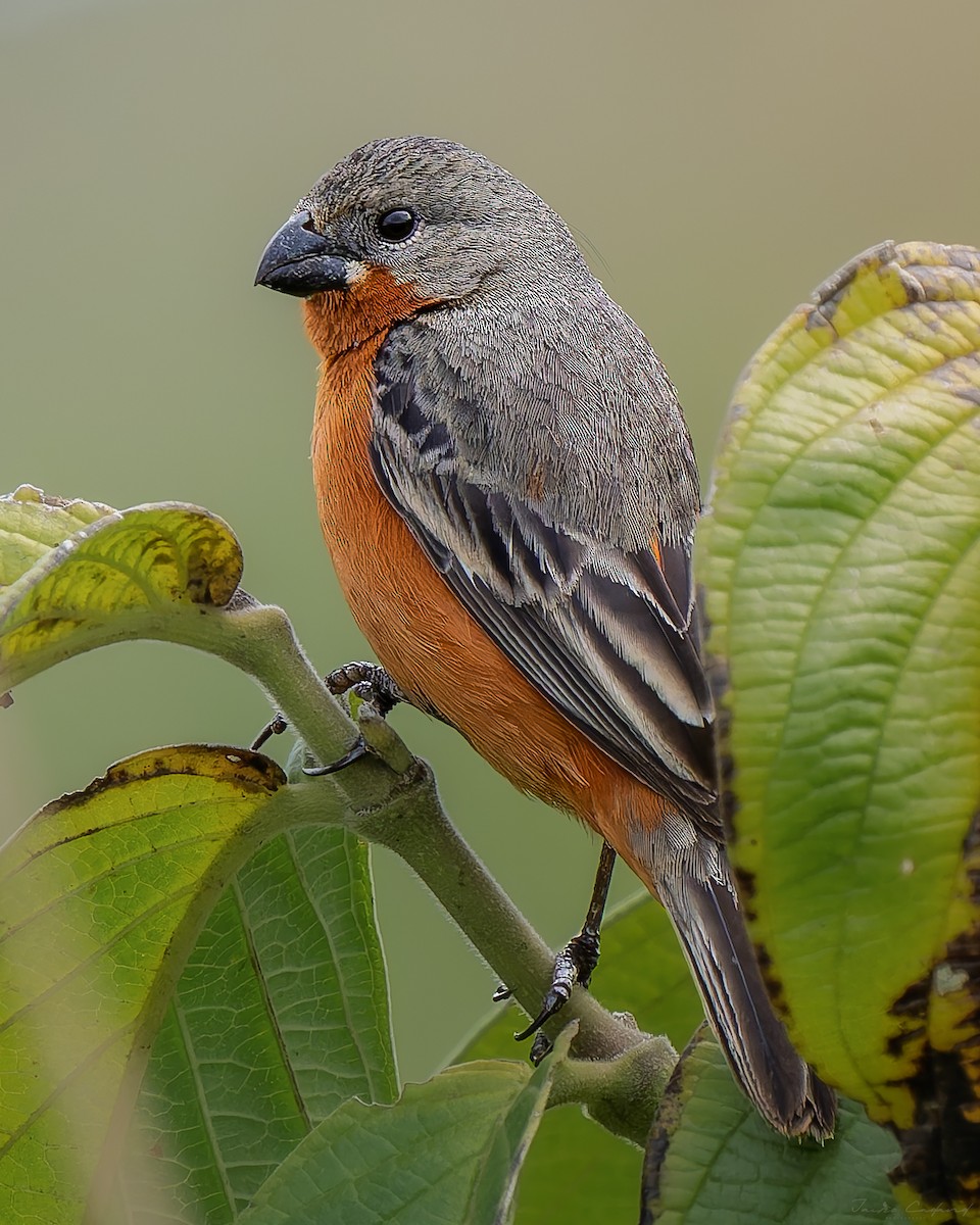 Ruddy-breasted Seedeater - ML645370135