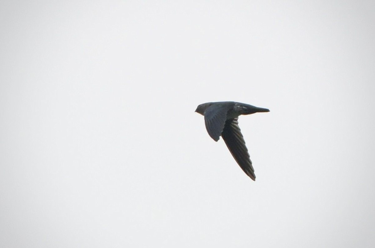 salangana světlebřichá - ML645370136