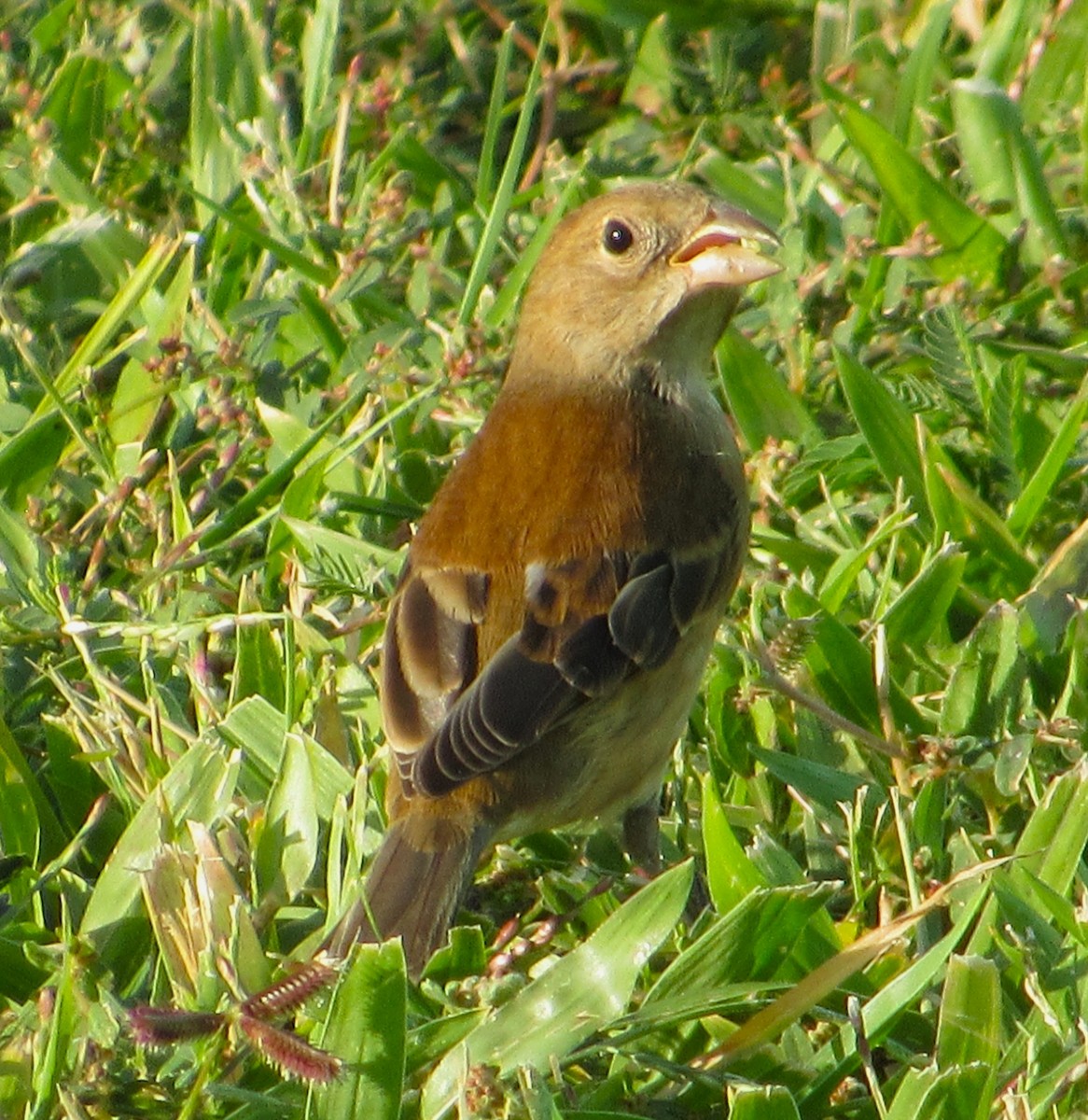 Индиговый колорин - ML645370143