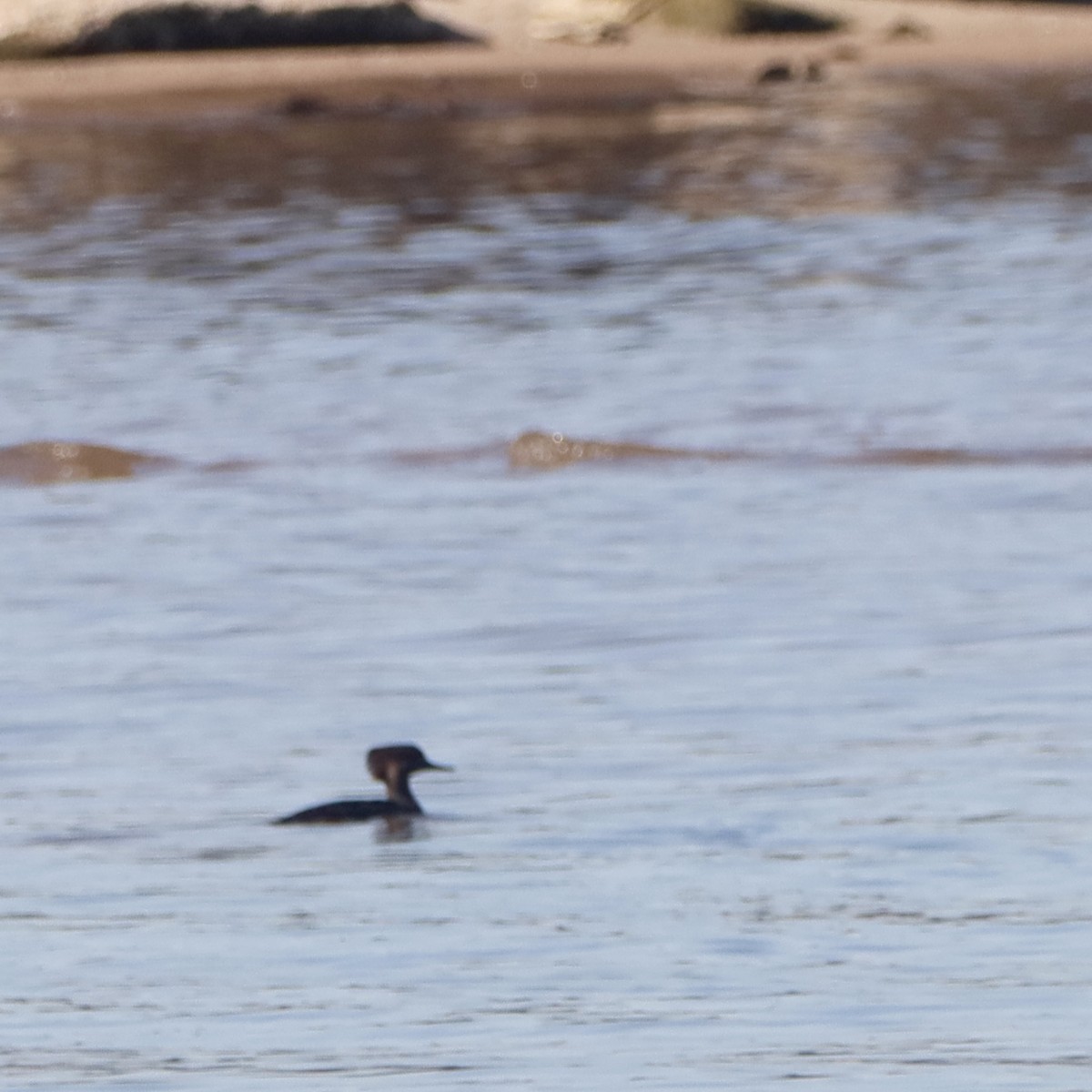 Hooded Merganser - ML645370144