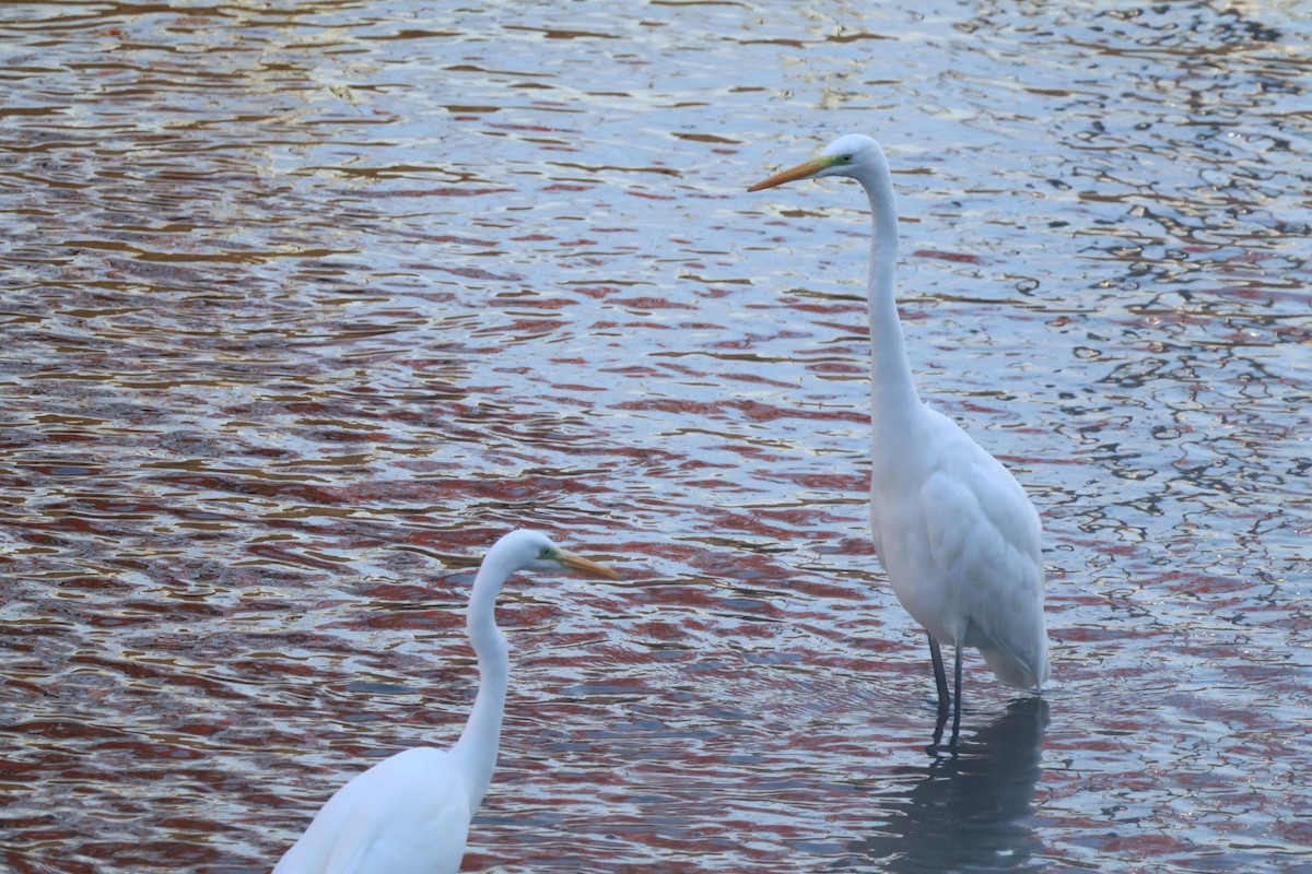 egretthegre - ML645370152