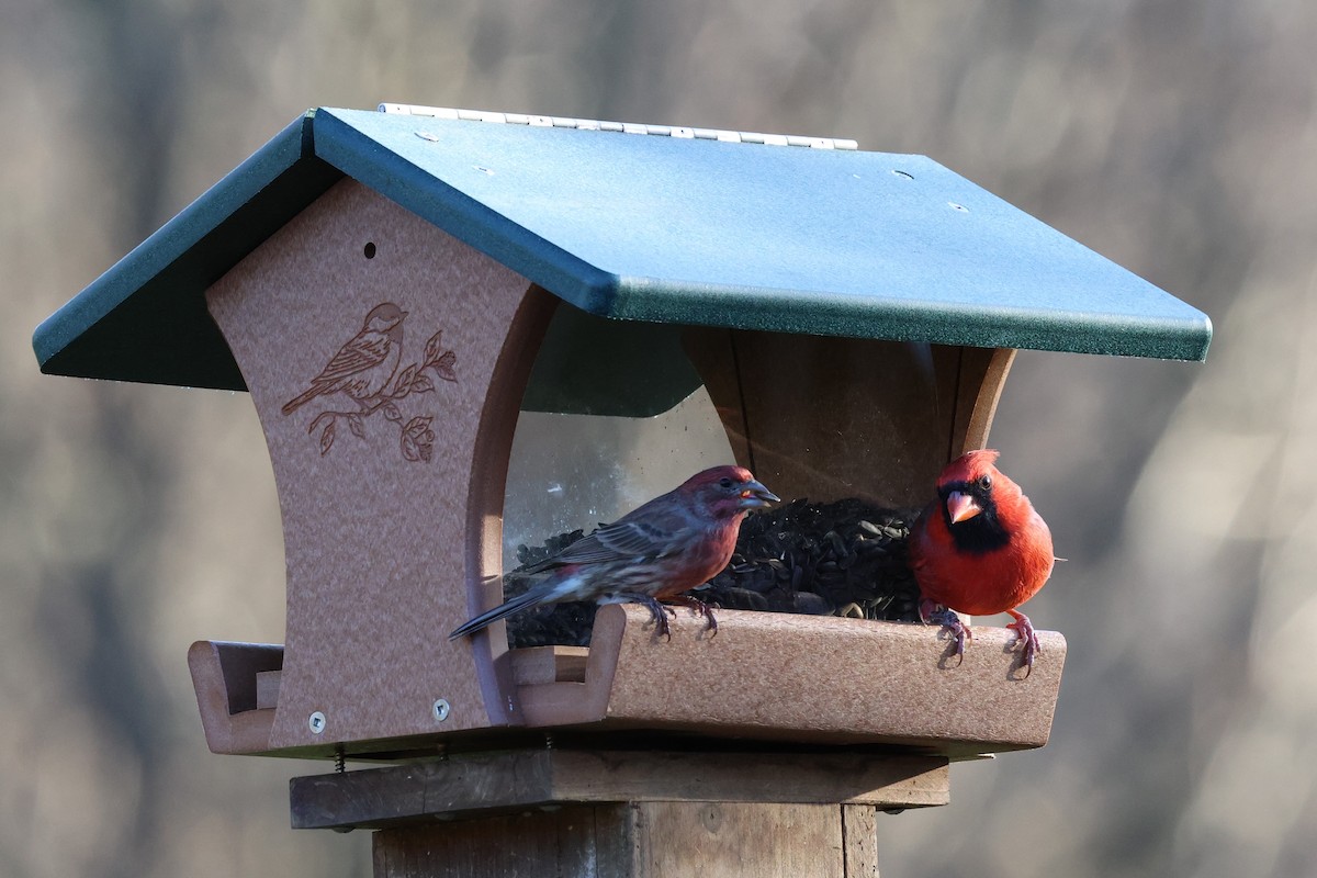Northern Cardinal - ML645370156
