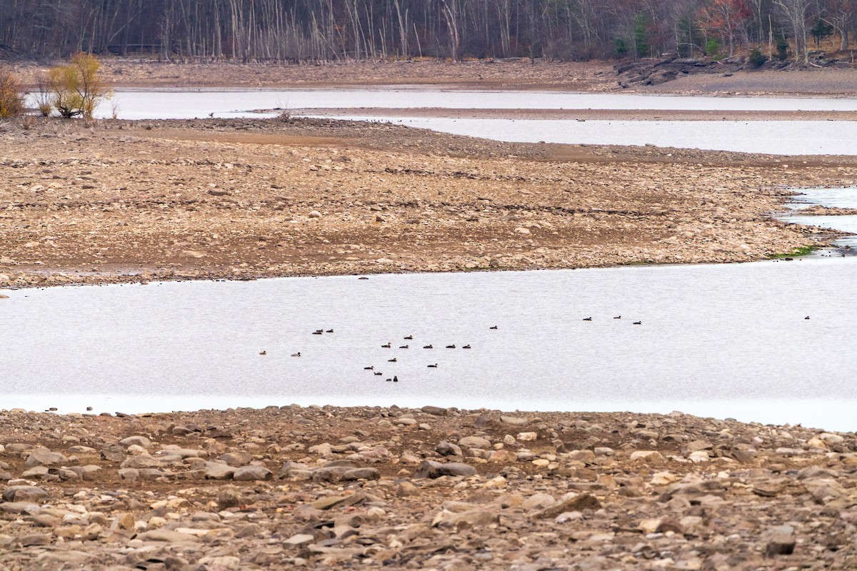 American Black Duck - ML645370160