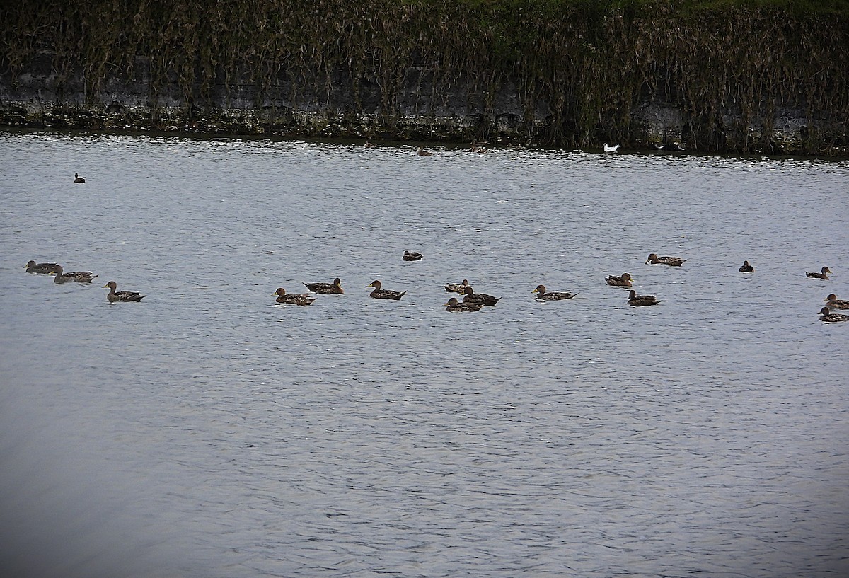 Yellow-billed Pintail - ML645370183