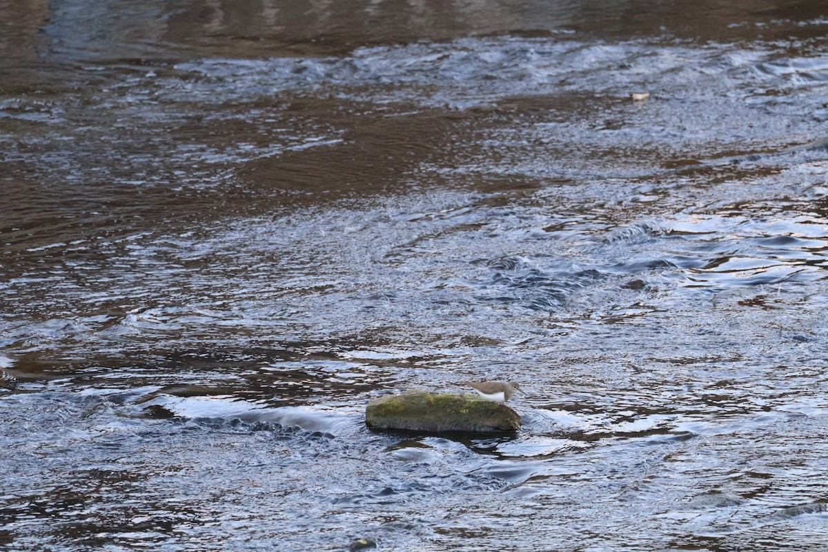 strandsnipe - ML645370185