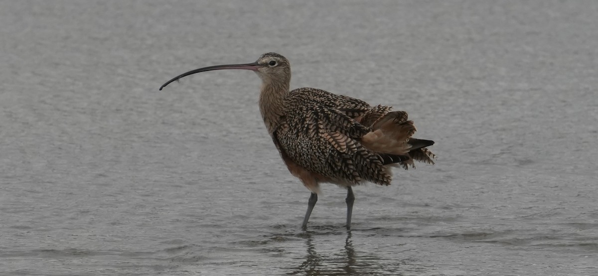 Long-billed Curlew - ML645370198