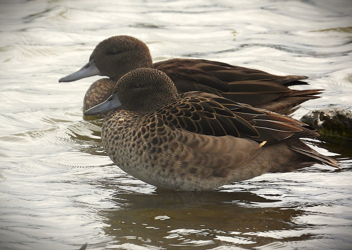 アンデスコガモ - ML645370199