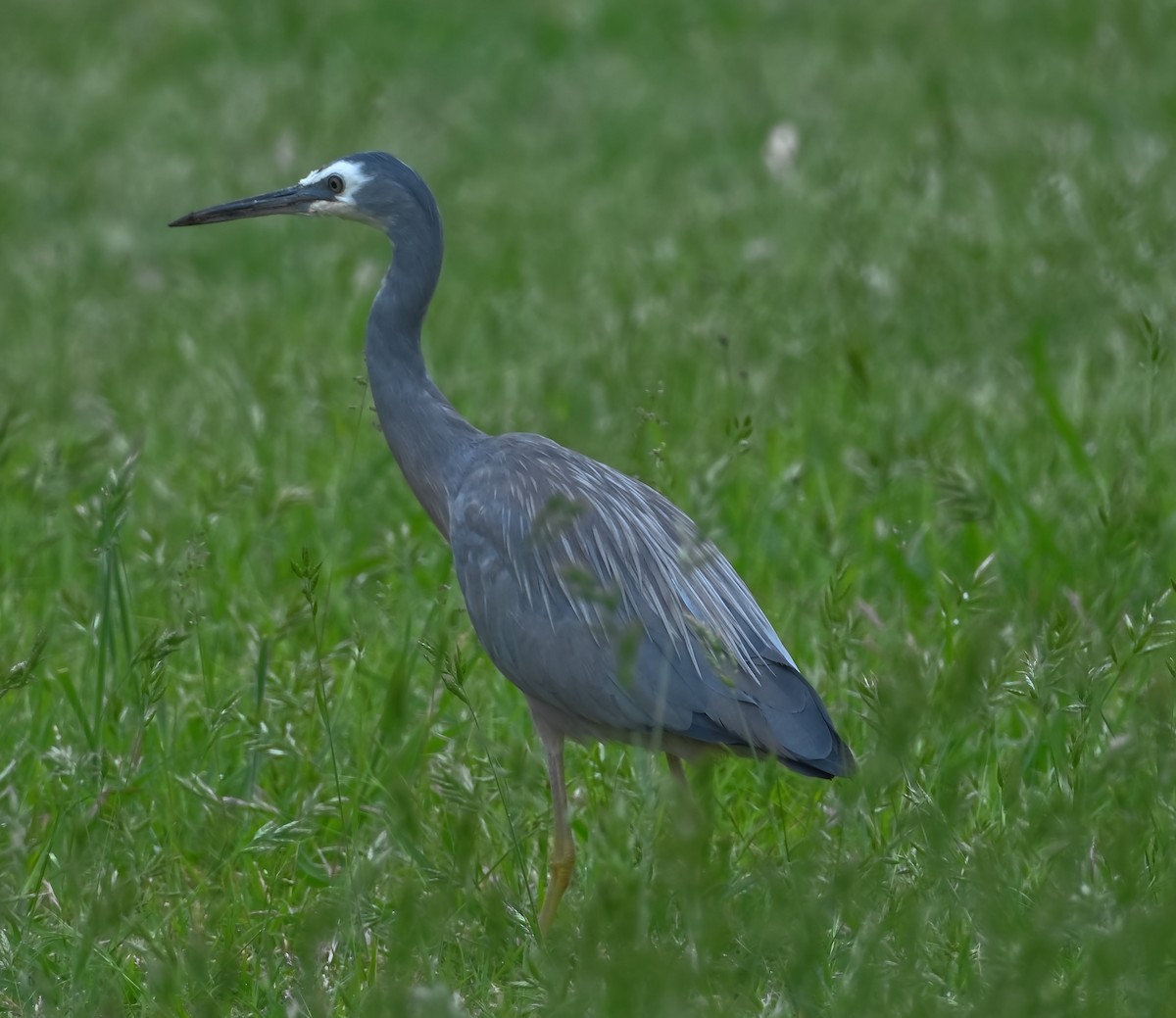 White-faced Heron - ML645370201