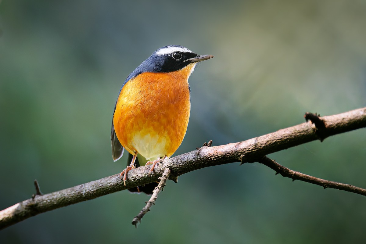 Indian Blue Robin - ML645370203